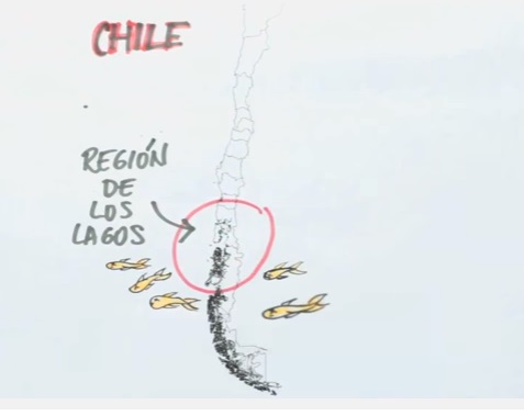 Ver documental “Despiértame” ¡Fuera salmoneras”
