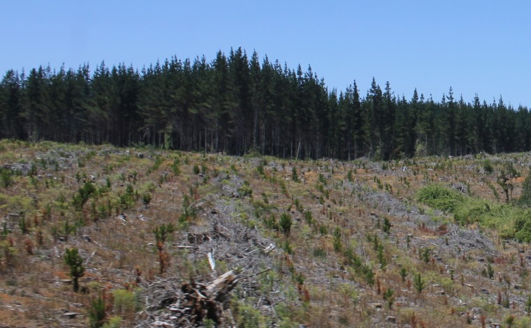 Publican documento explicativo sobre impactos de las plantaciones industriales de árboles en el agua
