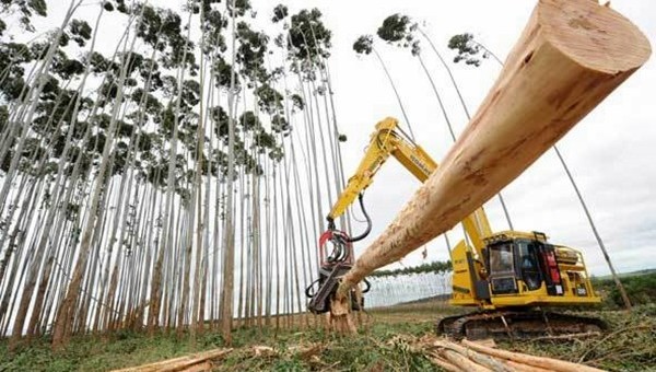 Los porqués del rechazo a los transgénicos forestales en Chile