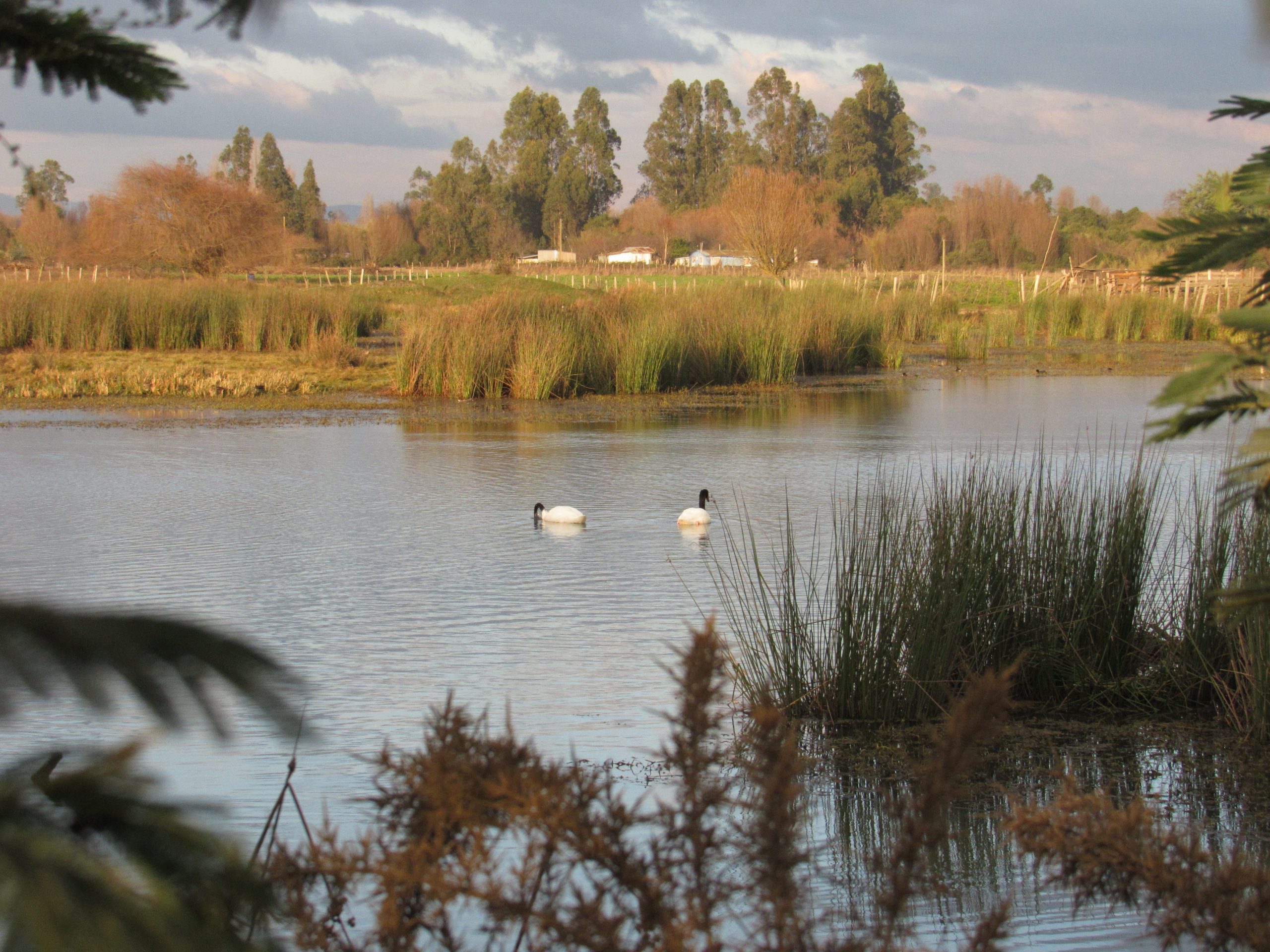 Lof mapu Botrolwe y la defensa del menoko  ante vorágine inmobiliaria en Temuko