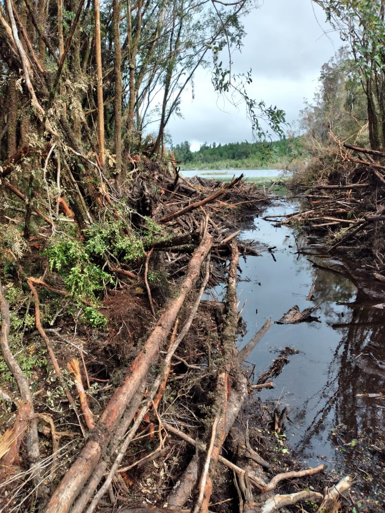 Comunidades williche de Chiloé denuncian destrucción de humedal