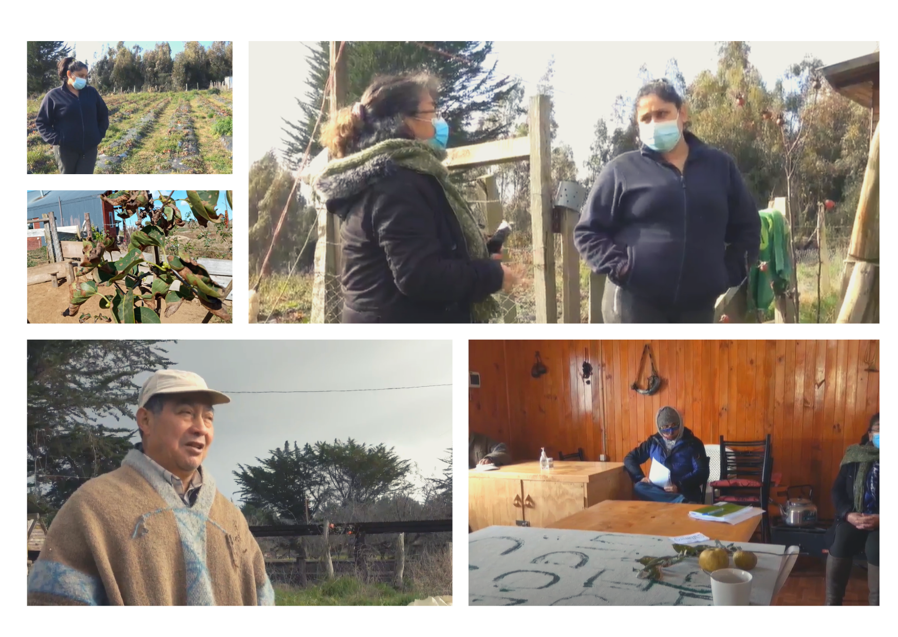 De los pesticidas al racismo e injusticia socio ambiental en Wallmapu: las otras formas de exterminar la vida