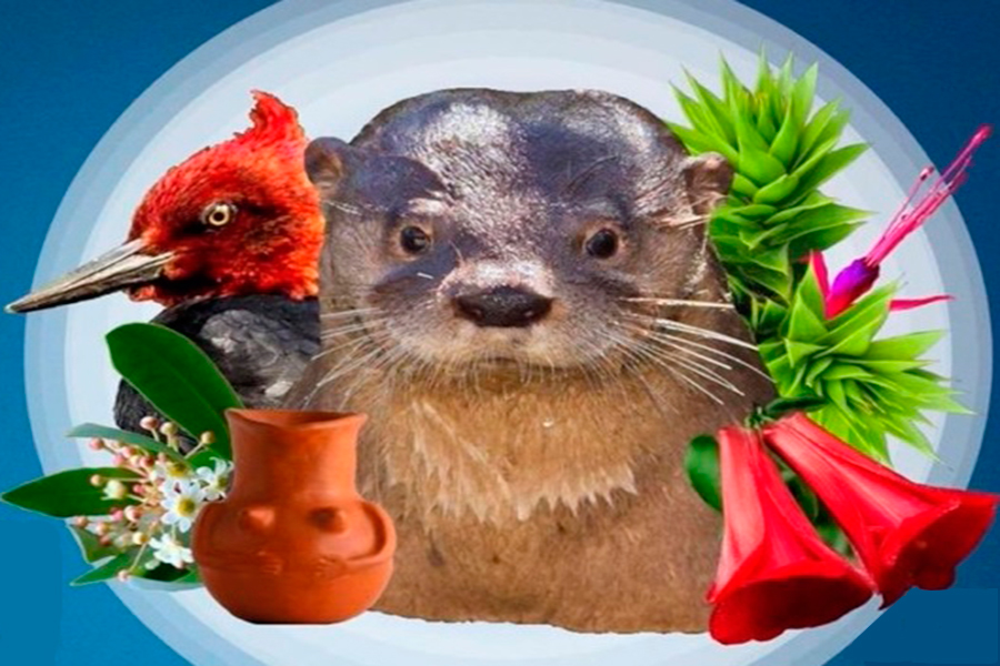 V Festival Medio Ambiental del Huillin en Huerere, Cunco